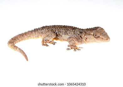 Tarentola Mauritanica (common Wall Gecko)