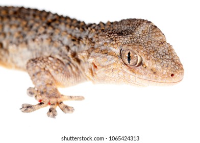 Tarentola Mauritanica (common Wall Gecko)