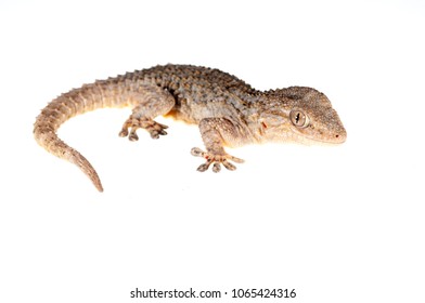 Tarentola Mauritanica (common Wall Gecko)