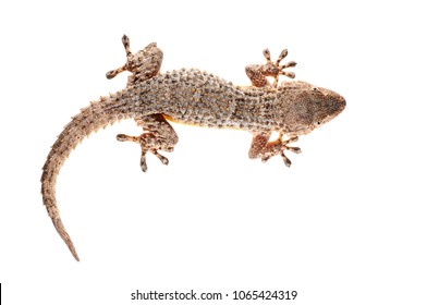 Tarentola Mauritanica (common Wall Gecko)