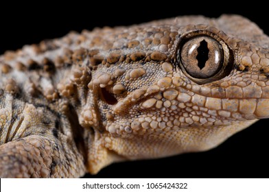 Tarentola Mauritanica (common Wall Gecko)