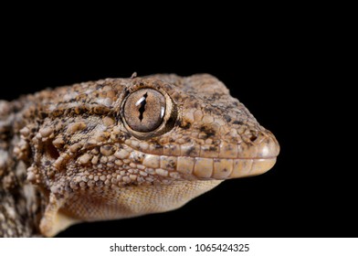 Tarentola Mauritanica (common Wall Gecko)