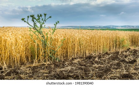 Tares among the wheat - green thorny weed growing between yellow ripe wheat stalks in a field ready for harvest