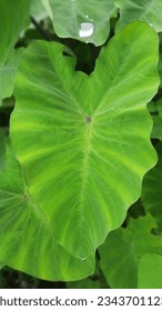 Taro green leaf close picture