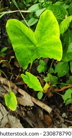 the taro green leaves at the garden