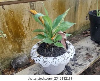 Taro green leaves white pot on yellow table a the morning 