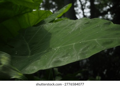 Taro leaf. Taro is a root vegetable. It is the most widely cultivated species of several plants in the family Araceae that are used as vegetables for their corms, leaves, stems and petioles. Taro corms are a food staple in African, Caribbean, Oceanian, East Asian, Southeast Asian and South Asian cultures.