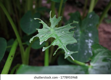 Taro leaves are eaten by caterpillars - Shutterstock ID 1778955968
