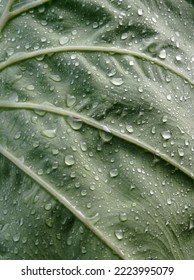 Taro Leaves That Have Been Washed Away By Rain And Wind