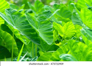 Taro Plant.