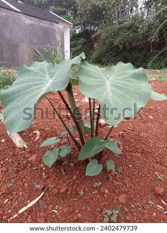 taro plant, broad-leaved taro tree