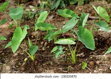 Taro Plant Field