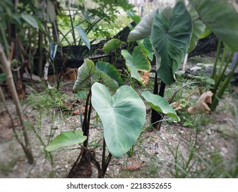 Taro Plant Growing In A Mini Farm In Countryside.