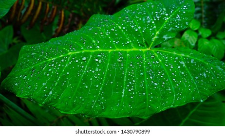 Taro plant (Hawaiian) leaves with rain drops pooled on top of leaf against background of green plants growing wild in Hawaii.