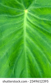Taro plant leaves, close up shot of taro green leaves, beautiful wallpaper, monsoon leave.