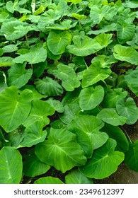 Taro plant leaves, close up shot of taro green leaves, beautiful wallpaper, monsoon leave.