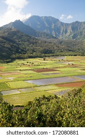  Taro Plantation In Hanalei National Wildlife Refuge, Kauai, Hawaii