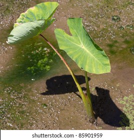 Taro Plants In A Taro Patch, Hawaiian Lo'i