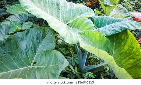 Taro Sweet Potato Is A Tropical Plant That Grows A Lot In Indonesia, The Fruit Of This Plant Can Be Used As Culinary Dishes, For The Leaves And Stems Are Used For Animal Feed Or Made Into Works Of Art