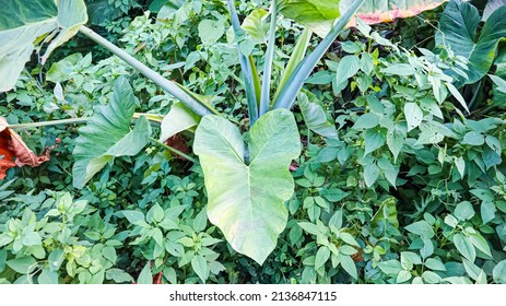 Taro Sweet Potato Is A Tropical Plant That Grows A Lot In Indonesia, The Fruit Of This Plant Can Be Used As Culinary Dishes, For The Leaves And Stems Are Used For Animal Feed Or Made Into Works Of Art