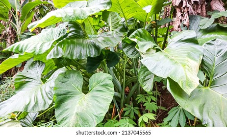 Taro Sweet Potato Is A Tropical Plant That Grows A Lot In Indonesia, The Fruit Of This Plant Can Be Used As Culinary Dishes, For The Leaves And Stems Are Used For Animal Feed Or Made Into Works Of Art