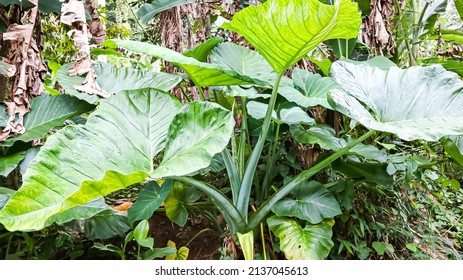 Taro Sweet Potato Is A Tropical Plant That Grows A Lot In Indonesia, The Fruit Of This Plant Can Be Used As Culinary Dishes, For The Leaves And Stems Are Used For Animal Feed Or Made Into Works Of Art