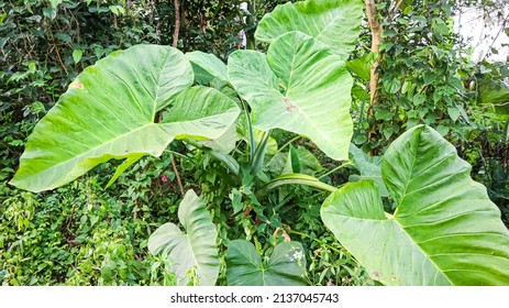 Taro Sweet Potato Is A Tropical Plant That Grows A Lot In Indonesia, The Fruit Of This Plant Can Be Used As Culinary Dishes, For The Leaves And Stems Are Used For Animal Feed Or Made Into Works Of Art