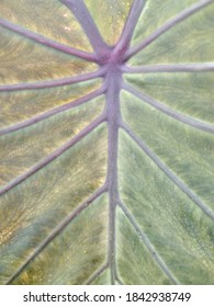 taro tree texture for background and wallpaper