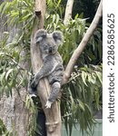 Taronga Zoo Koala Resting in a Tree