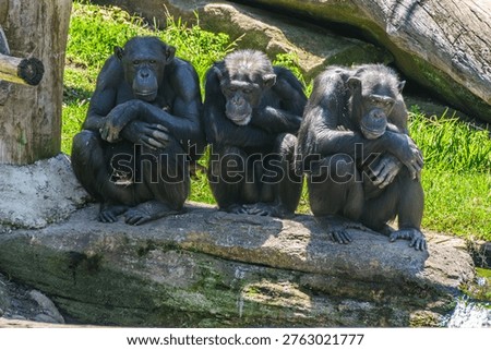 At Sydney’s Taronga Zoo: two ‘moms’ doting on their baby while the maybe‑dad sits in the middle looking very unsure of his life choices