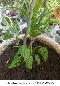 Tarovine Or Monstera Adansonii Schott Plant In Plastic Pot With Soli Planted. 