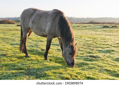 Tarpan (Equus Ferus Ferus), Backcrossing, Wacholderhain Haselünne, Emsland, Lower Saxony, Germany