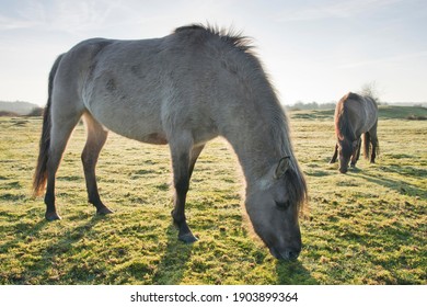 Tarpan (Equus Ferus Ferus), Backcrossing, Wacholderhain Haselünne, Emsland, Lower Saxony, Germany