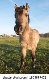 Tarpan (Equus Ferus Ferus), Backcrossing, Wacholderhain Haselünne, Emsland, Lower Saxony, Germany