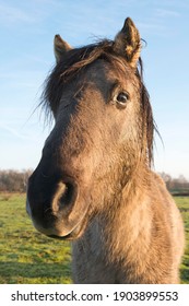 Tarpan (Equus Ferus Ferus), Backcrossing, Wacholderhain Haselünne, Emsland, Lower Saxony, Germany