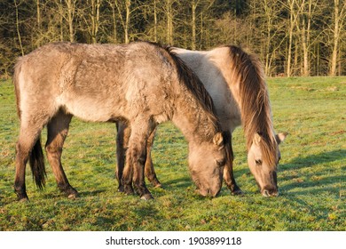 Tarpans (Equus Ferus Ferus), Backcrossing, Wacholderhain Haselünne, Emsland, Lower Saxony, Germany