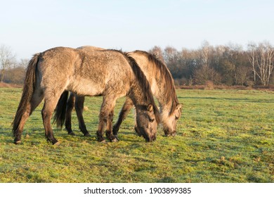 Tarpans (Equus Ferus Ferus), Backcrossing, Wacholderhain Haselünne, Emsland, Lower Saxony, Germany