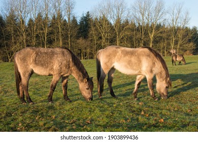 Tarpans (Equus Ferus Ferus), Backcrossing, Wacholderhain Haselünne, Emsland, Lower Saxony, Germany