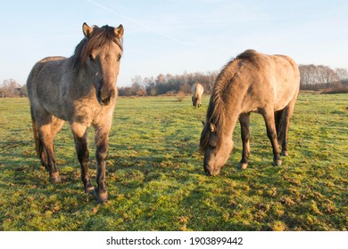 Tarpans (Equus Ferus Ferus), Backcrossing, Wacholderhain Haselünne, Emsland, Lower Saxony, Germany