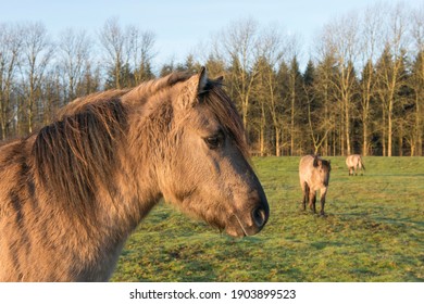 Tarpans (Equus Ferus Ferus), Backcrossing, Wacholderhain Haselünne, Emsland, Lower Saxony, Germany