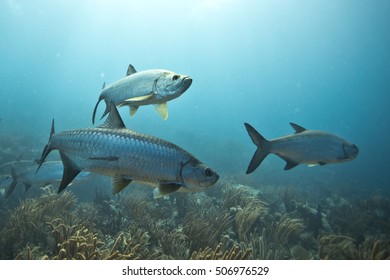 Tarpon
