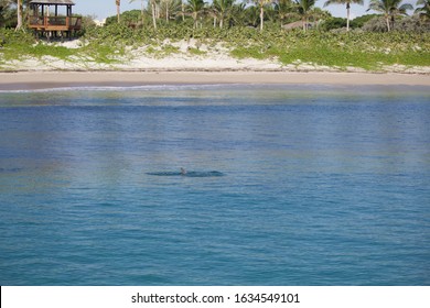 Tarpon Fish Feeding On Mullet Off Juno Beach, Florida