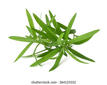 Tarragon (Artemisia dracunculus)  isolated on white background