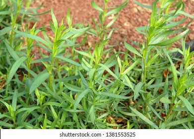 Tarragon or estragon grow in the agricultural greenhouse 