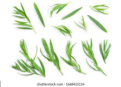 tarragon or estragon isolated on a white background. Artemisia dracunculus. Top view. Flat lay