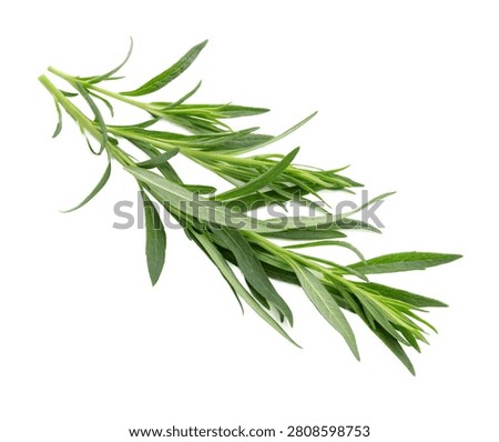 Tarragon Fresh Tarragon Sprigs Side Composition Isolated On White Background
