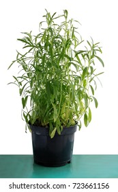 Tarragon  Herb In Pot
