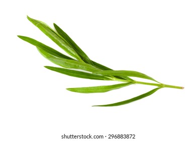 Tarragon herbs close up isolated on white 