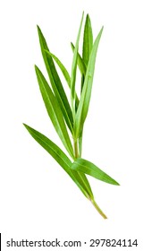 Tarragon Herbs Close Up Isolated On White 