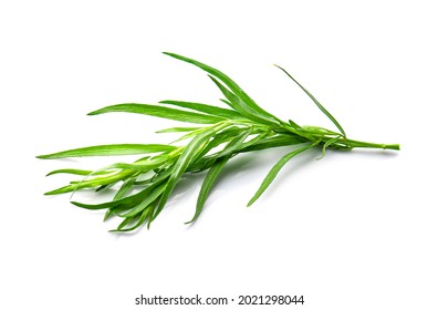Tarragon herbs closeup on white backgrounds.